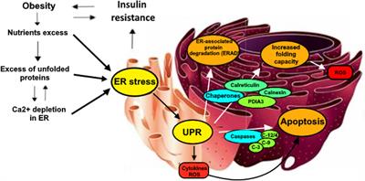 Calreticulin and PDIA3, two markers of endoplasmic reticulum stress, are associated with metabolic alterations and insulin resistance in pediatric obesity: A pilot study